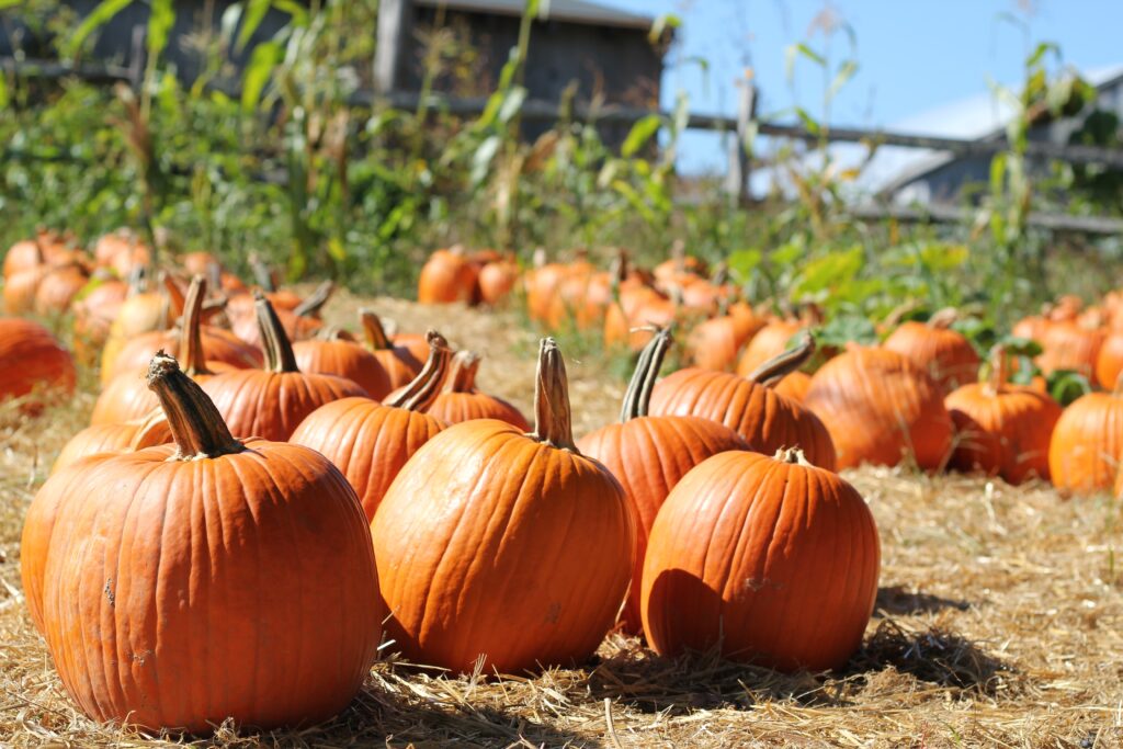 Estratto naturale al succo di zucca