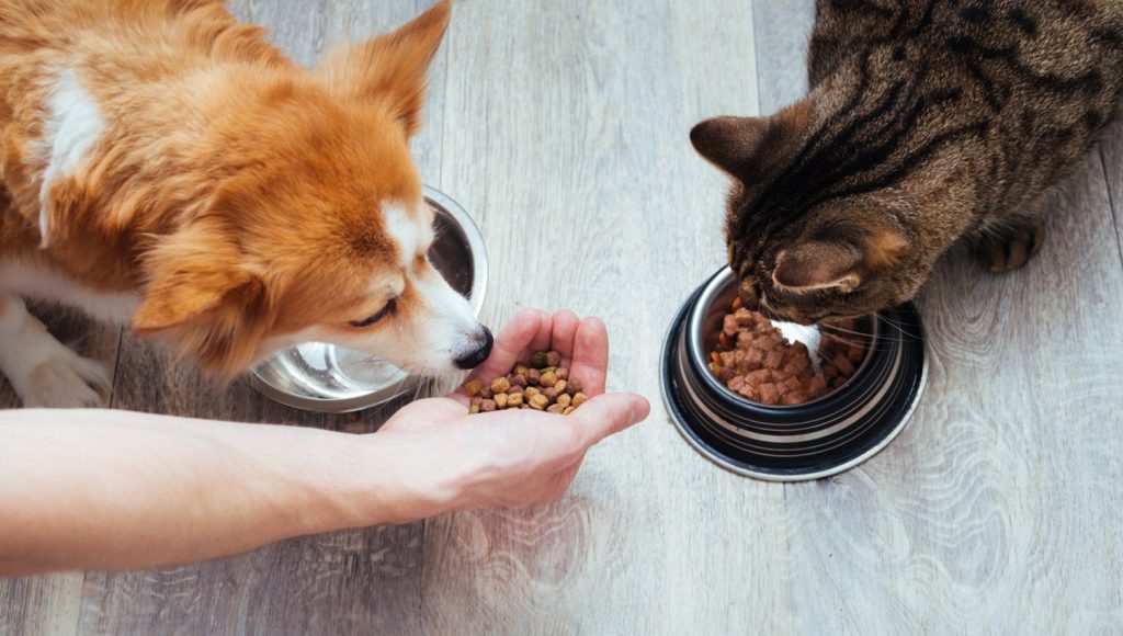 alimenti-per-animali-aromi-petfood-rodolfobonnet